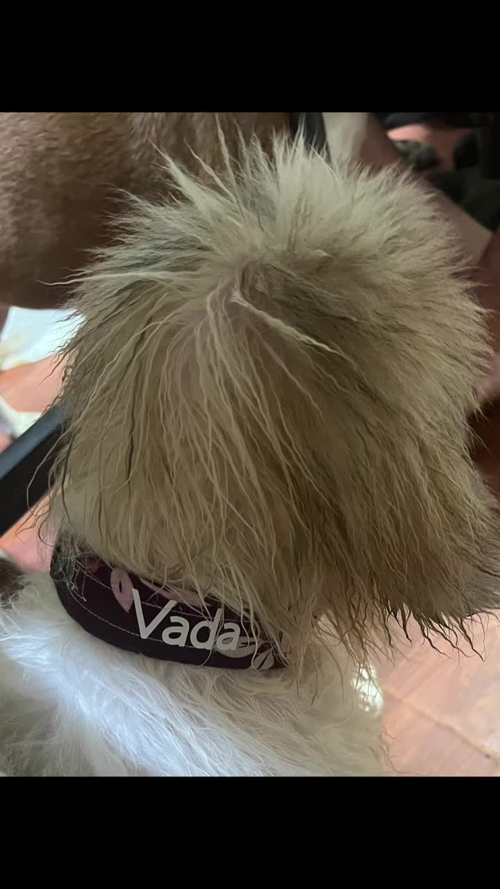@Woycheesepups💜