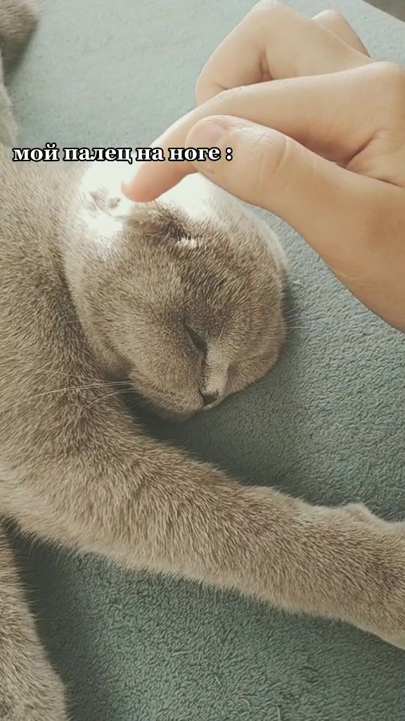 @Love Cats