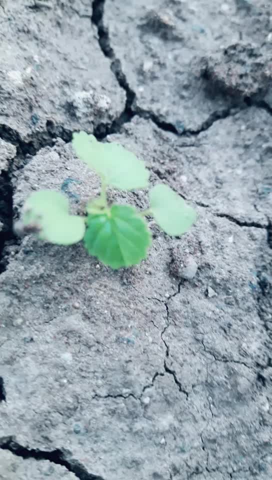 @indian army lover💞?