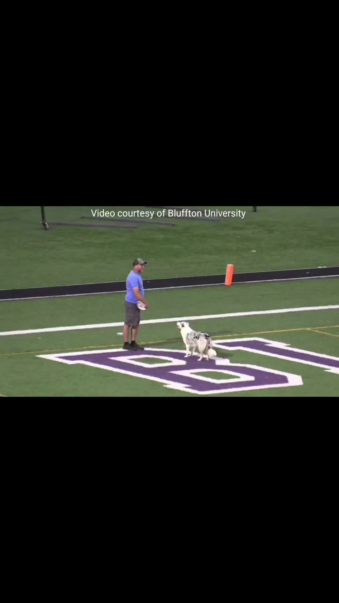 @High Performance Canines