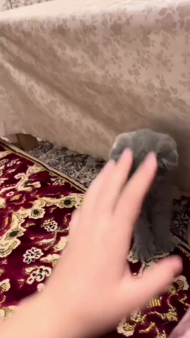 @Ayla