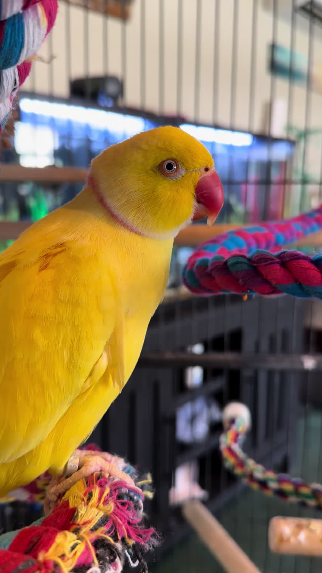 @Tweety the Ringneck