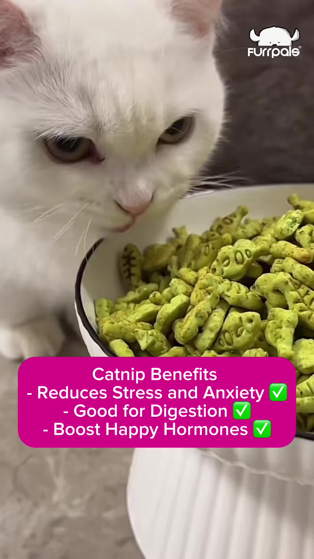 @Furrpals