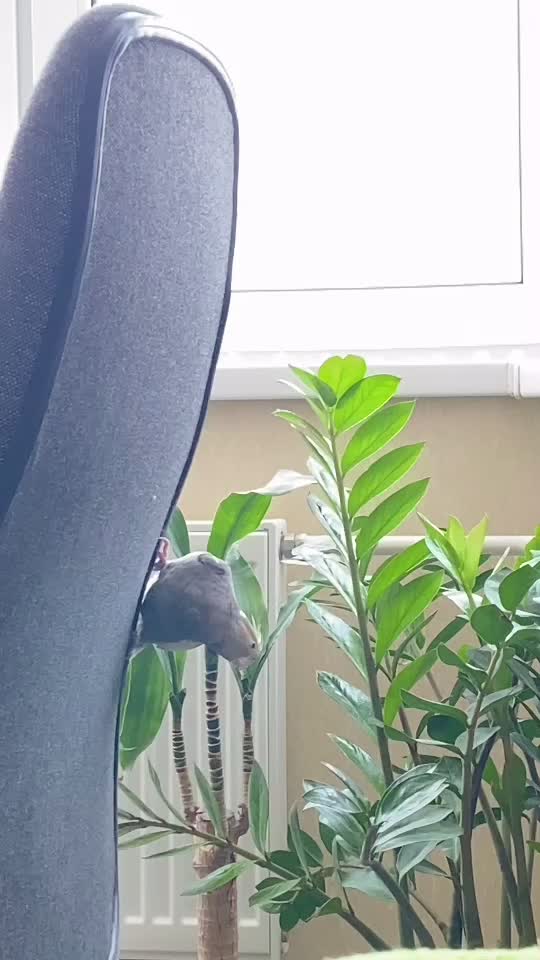 @🌴
