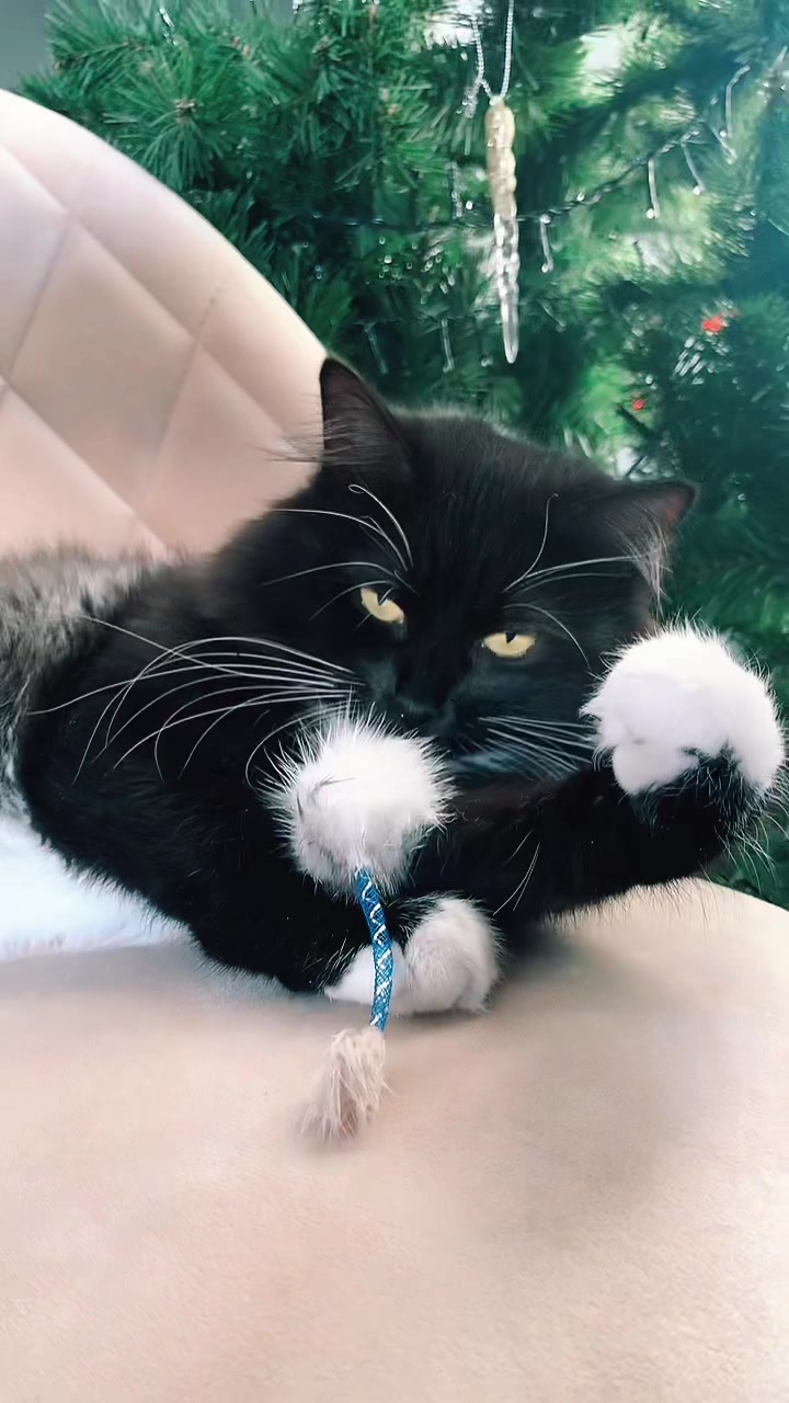 @КОТ МУЖИК 🐾