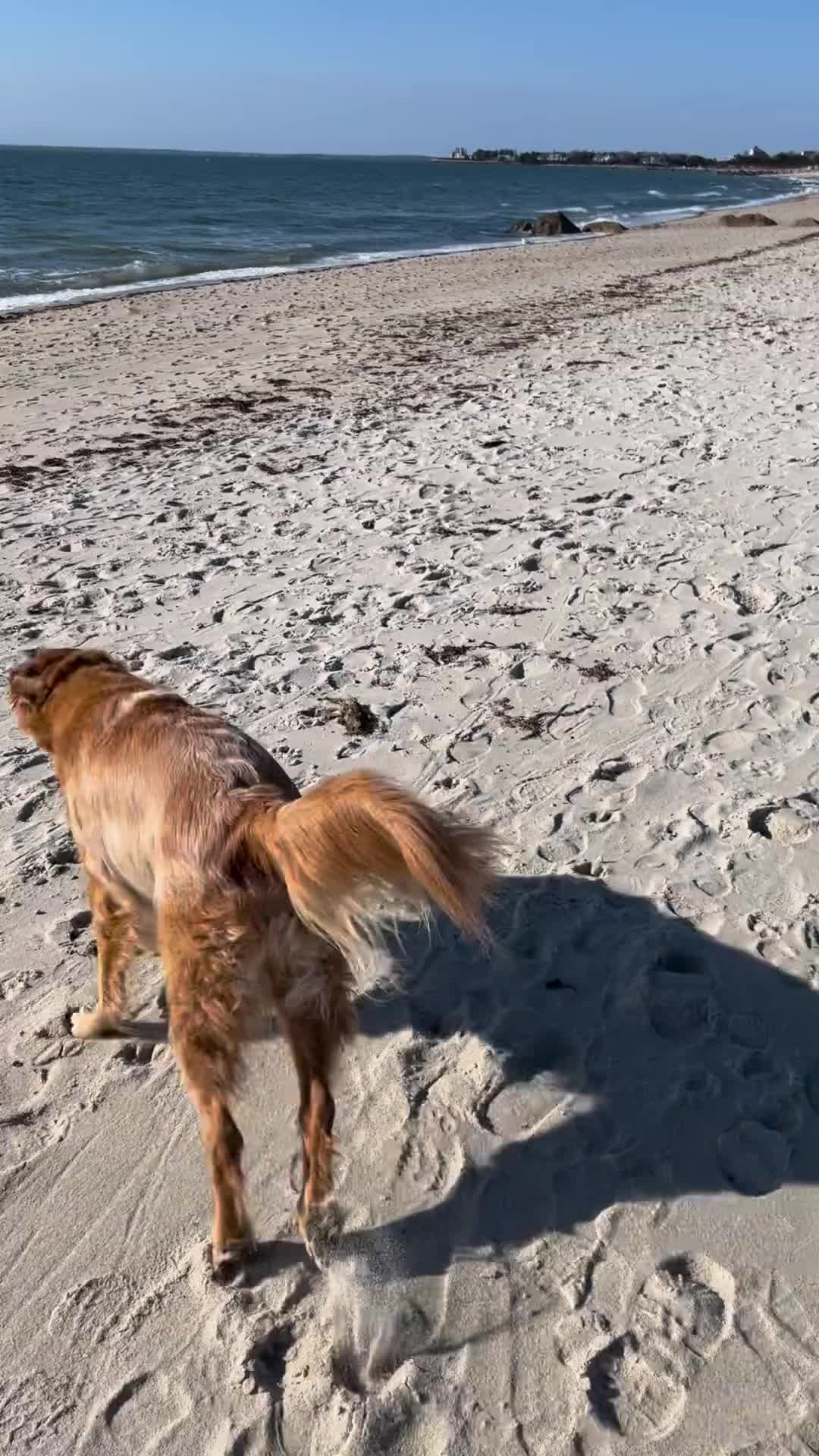 @SeaCrest_Cooper