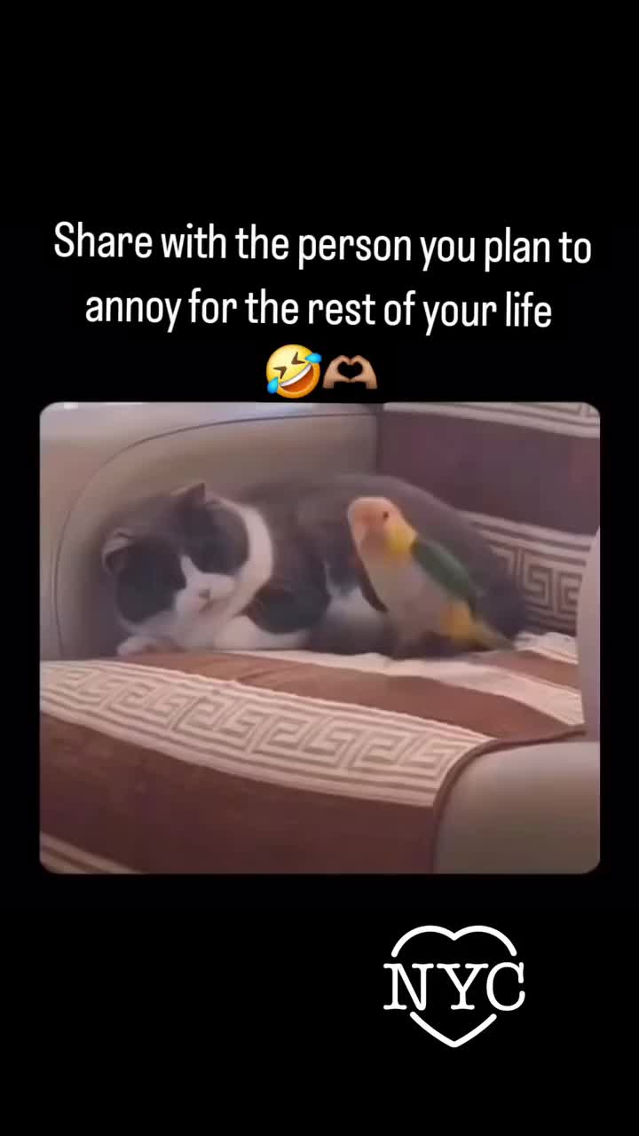 @Hilarious Laughs Hub
