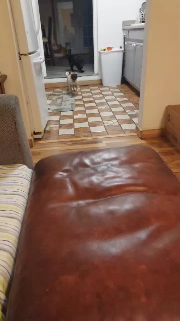 @Kiki&Cupid Thepugster