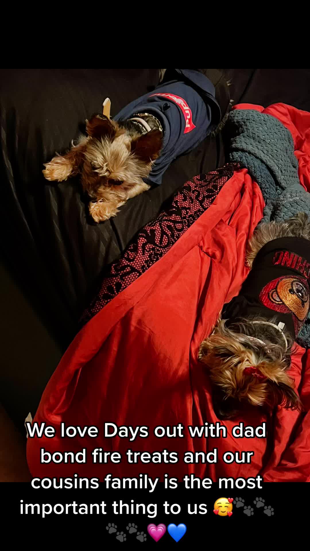 @GucciAndMiMiTheGreatYorkies