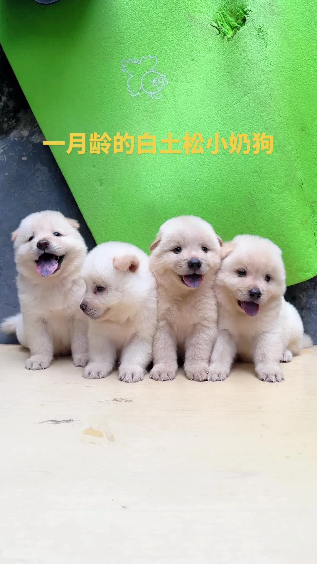 @南粤陪伴犬