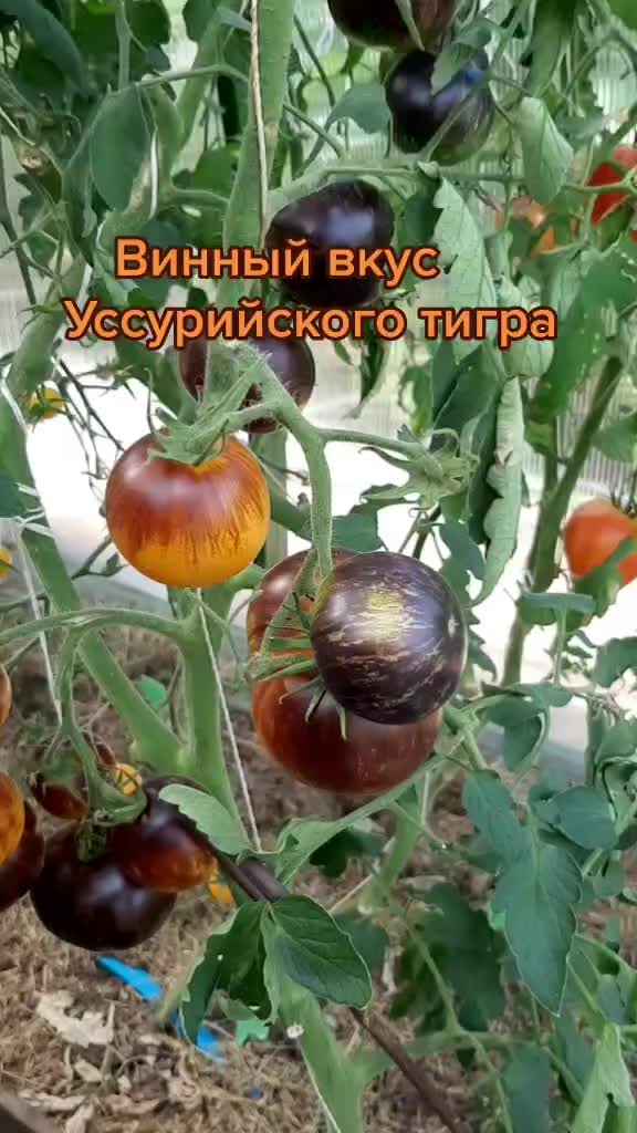 @Дача мечты
