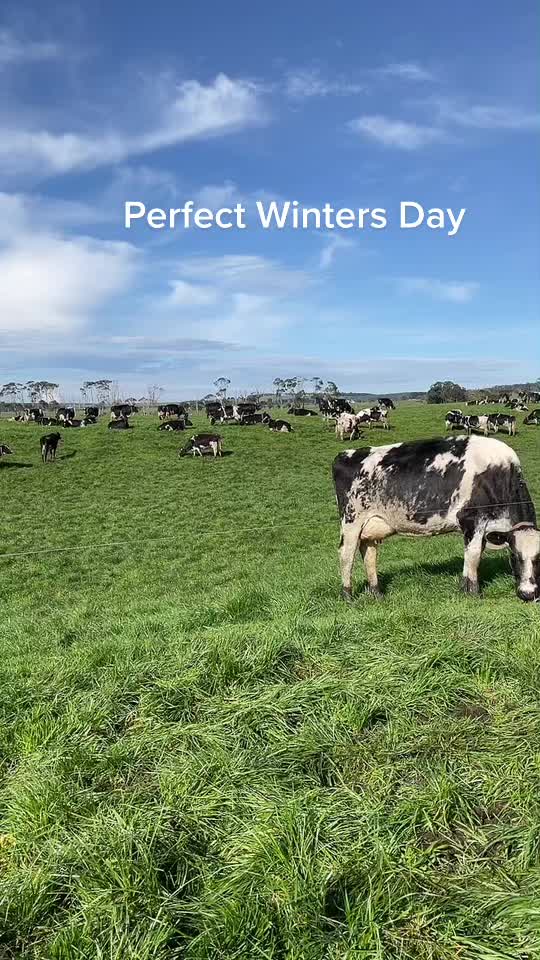 @Aussie dairy vics