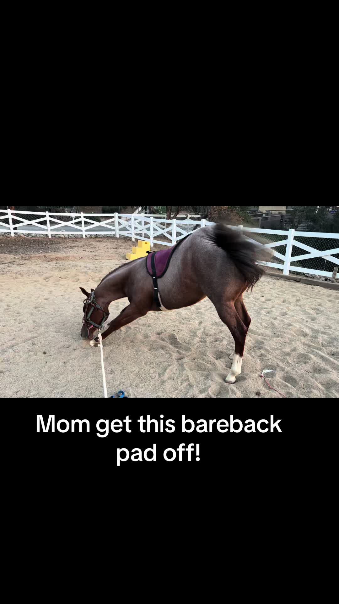 @Heather Hirsch Dent