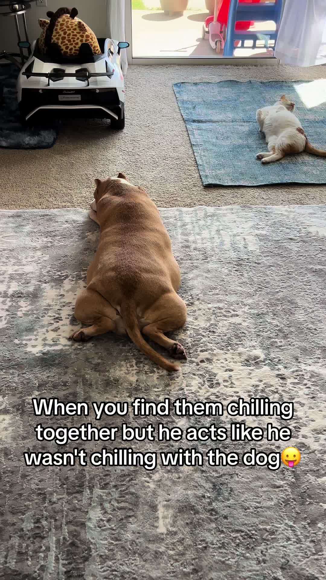 @Pawesome Family
