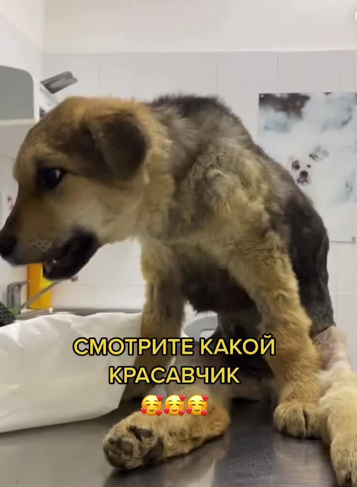 @КАРДАН ЖИВИ