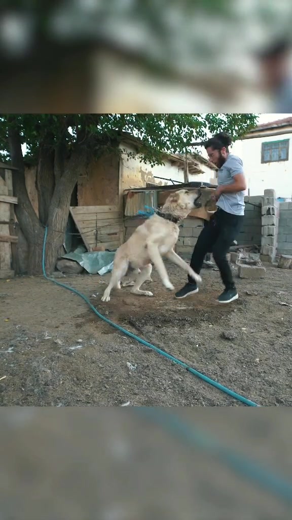 @Soner Şeylan