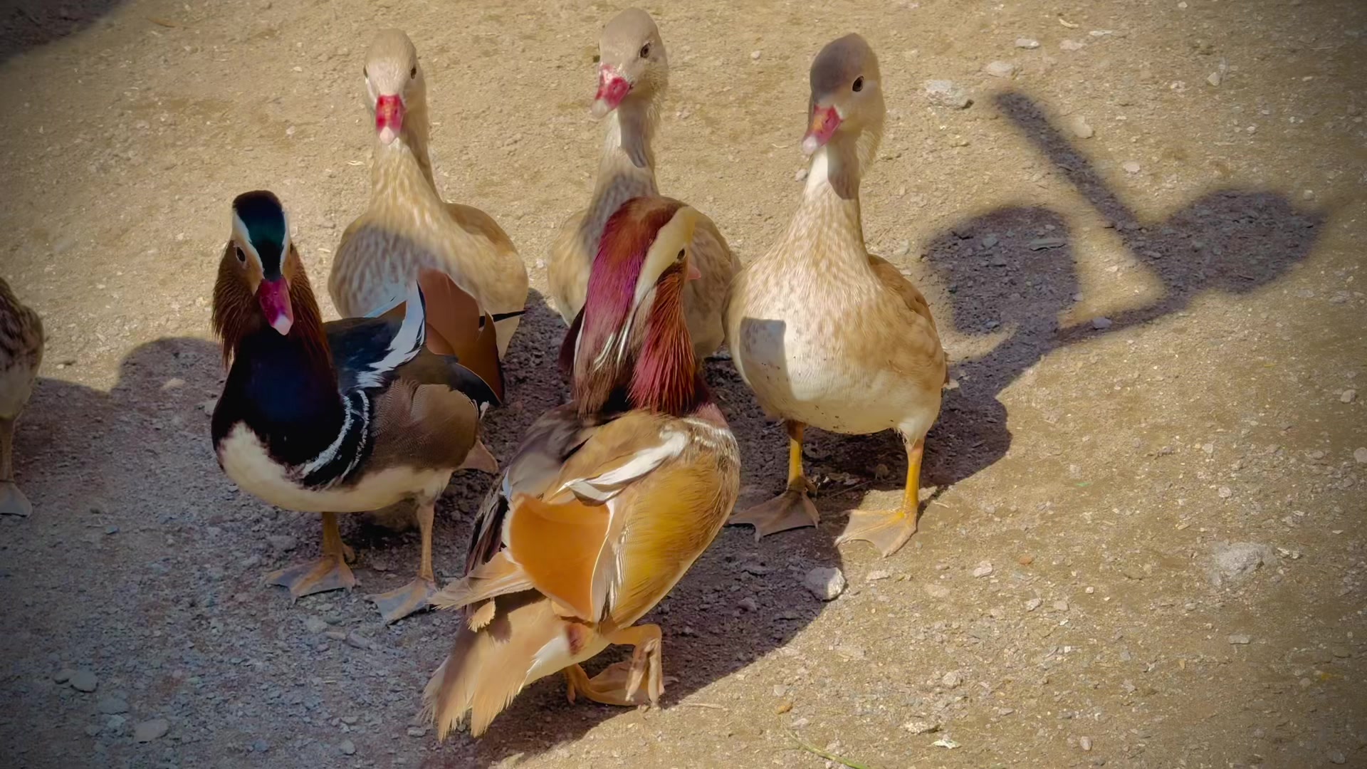 @Bird's Aviaries
