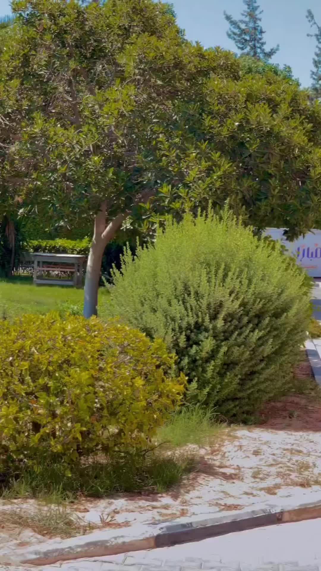 @﮼يسار،العمور