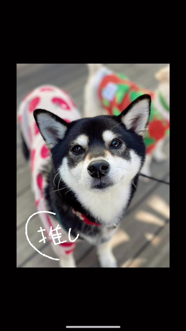 @☀️黒柴犬ひめ☀️