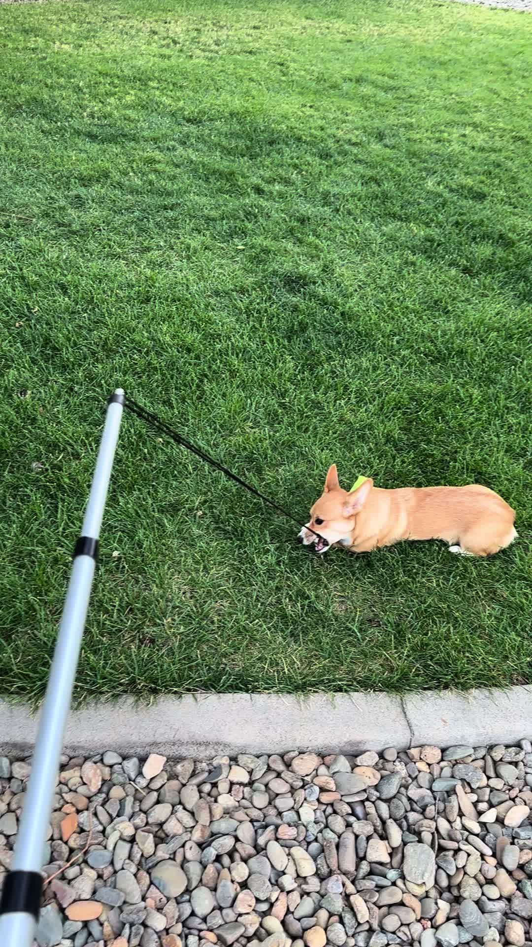 @CorgiMonty