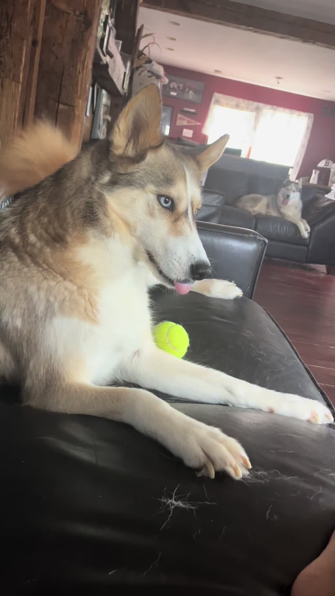 @Husky 6 Pack