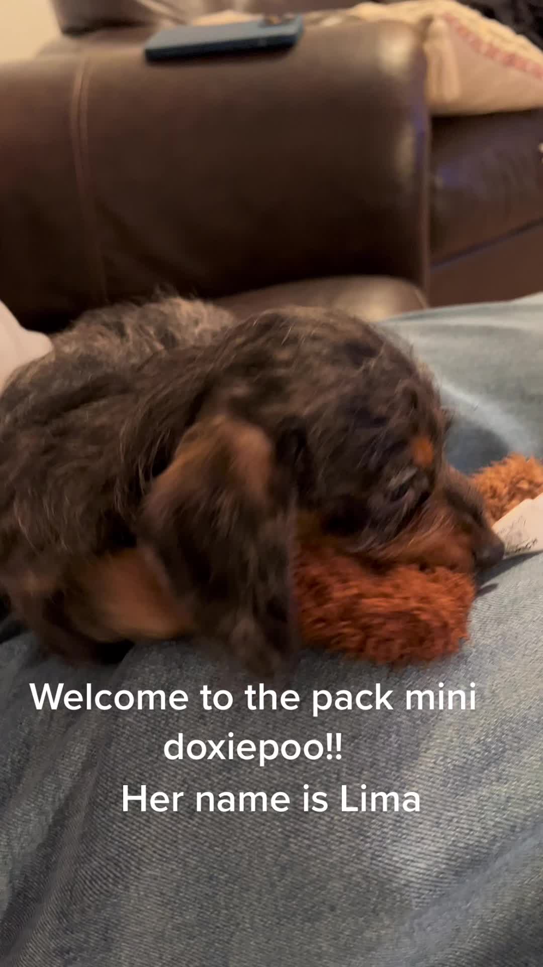 @d&m_reptile_adventure