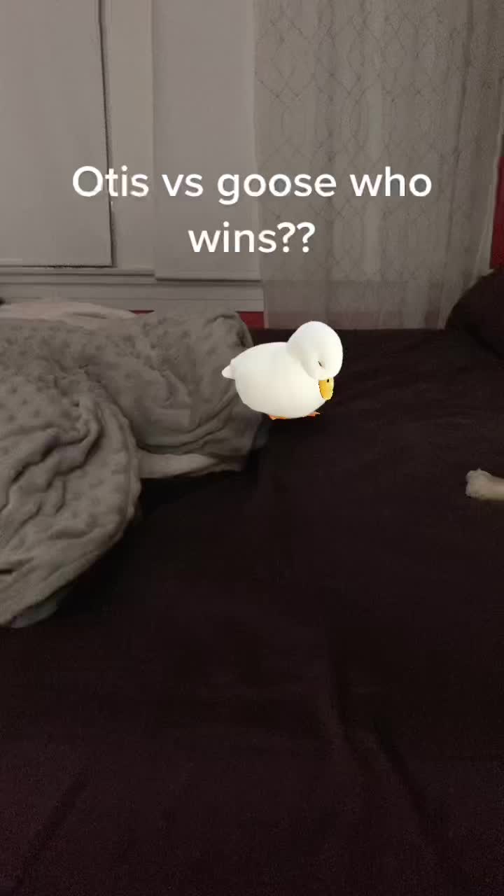 @dumbsean