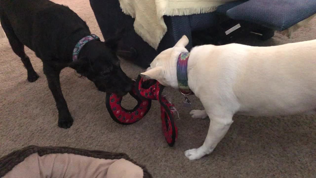 @discodogs13