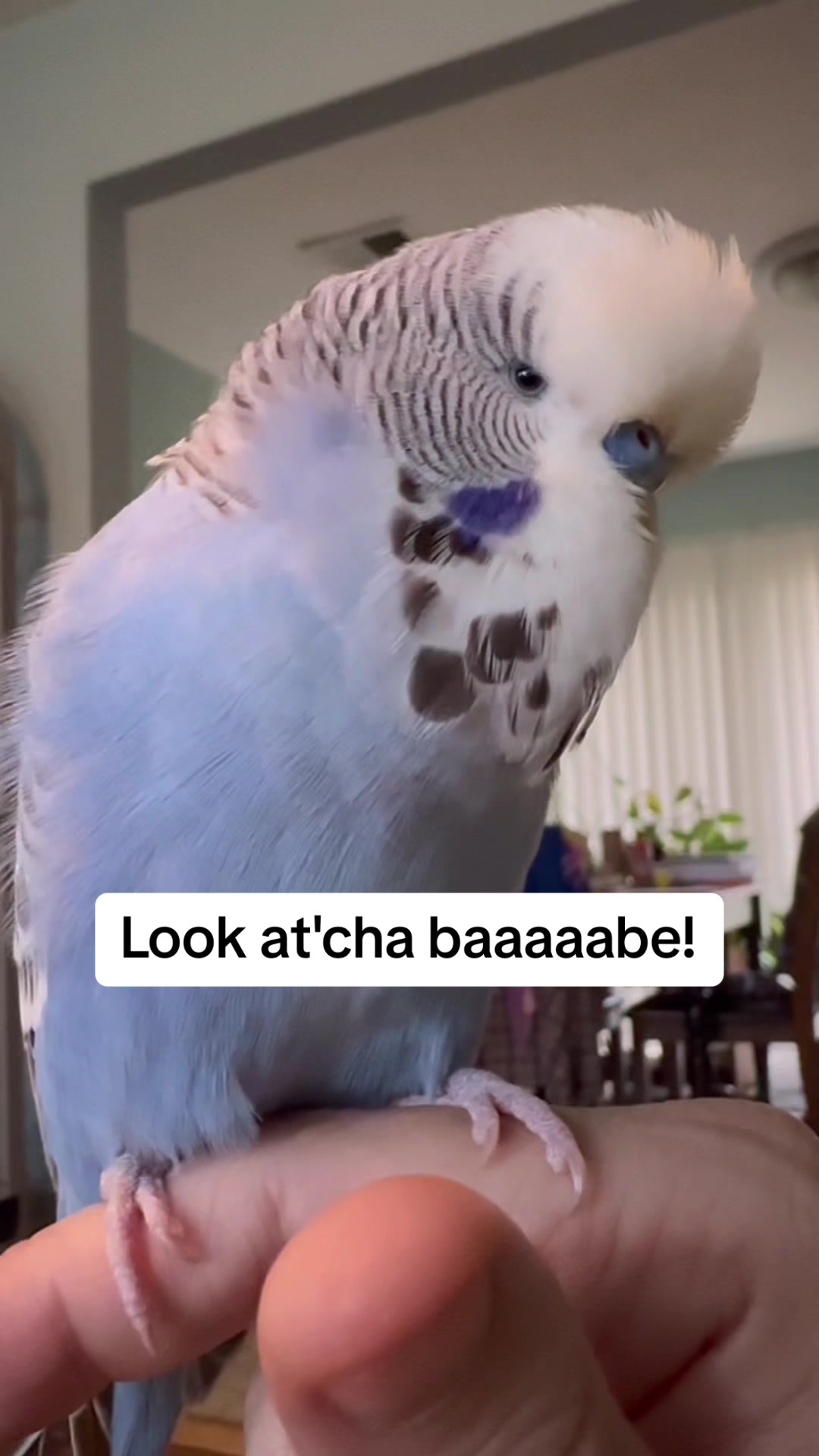 @Rupeedoo