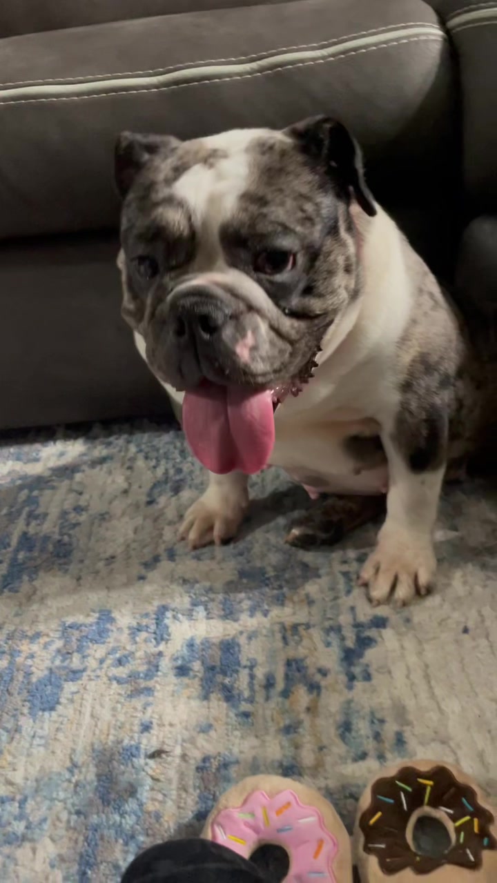 @BulldogMafiaGroup