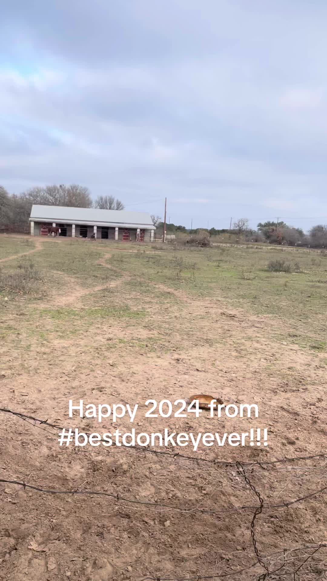 @DonkeyDaily