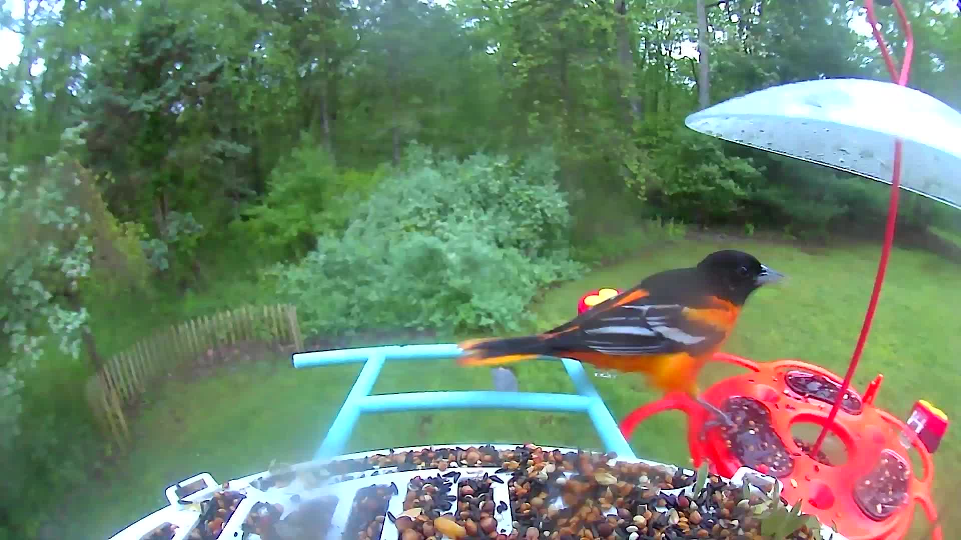 @Bird feeder Cam