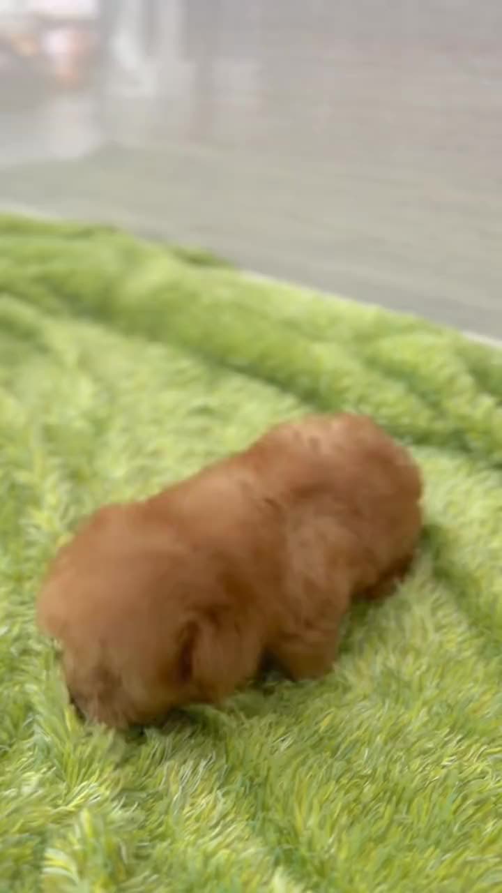 @sonyakoepp