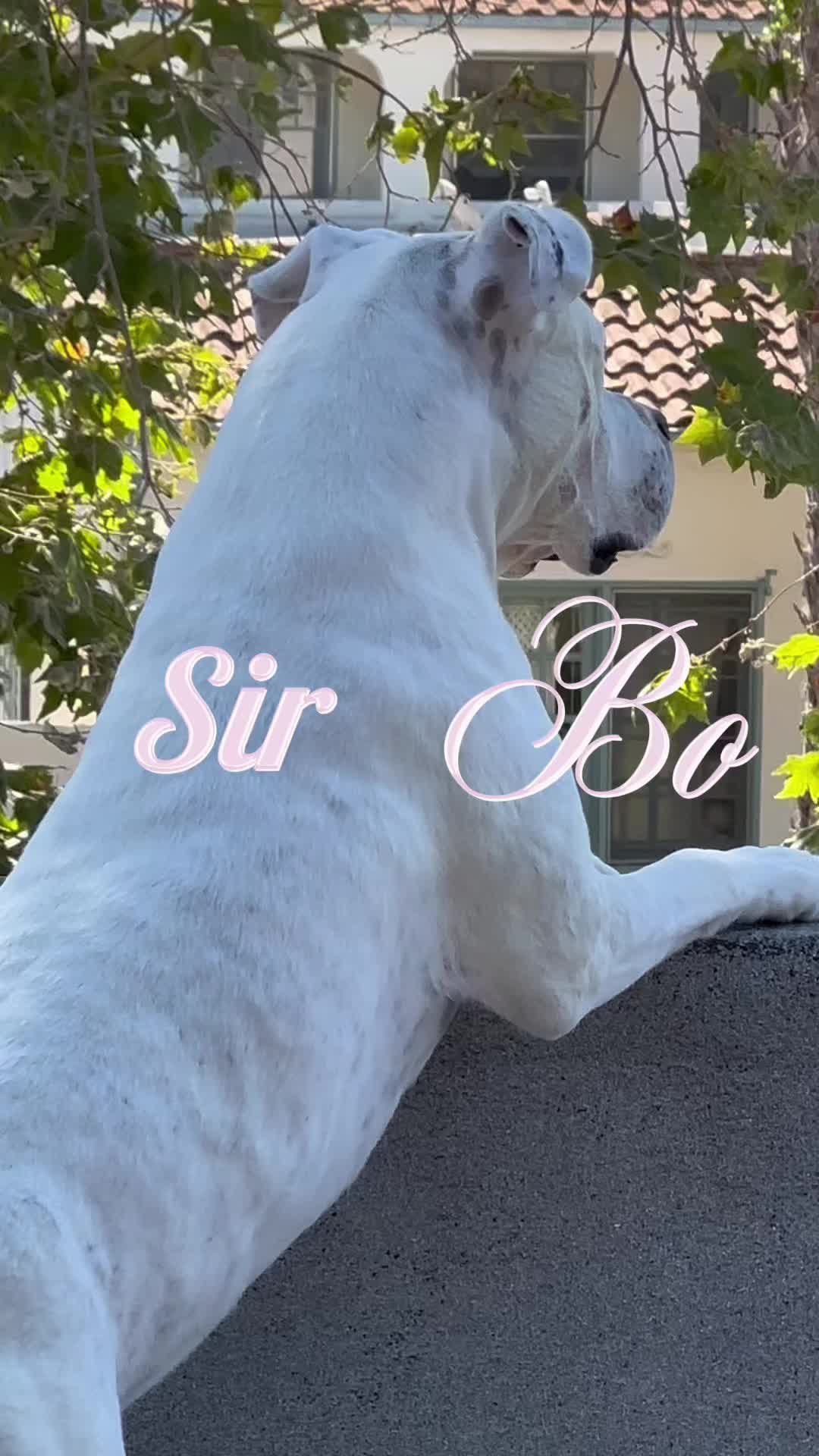 @bo