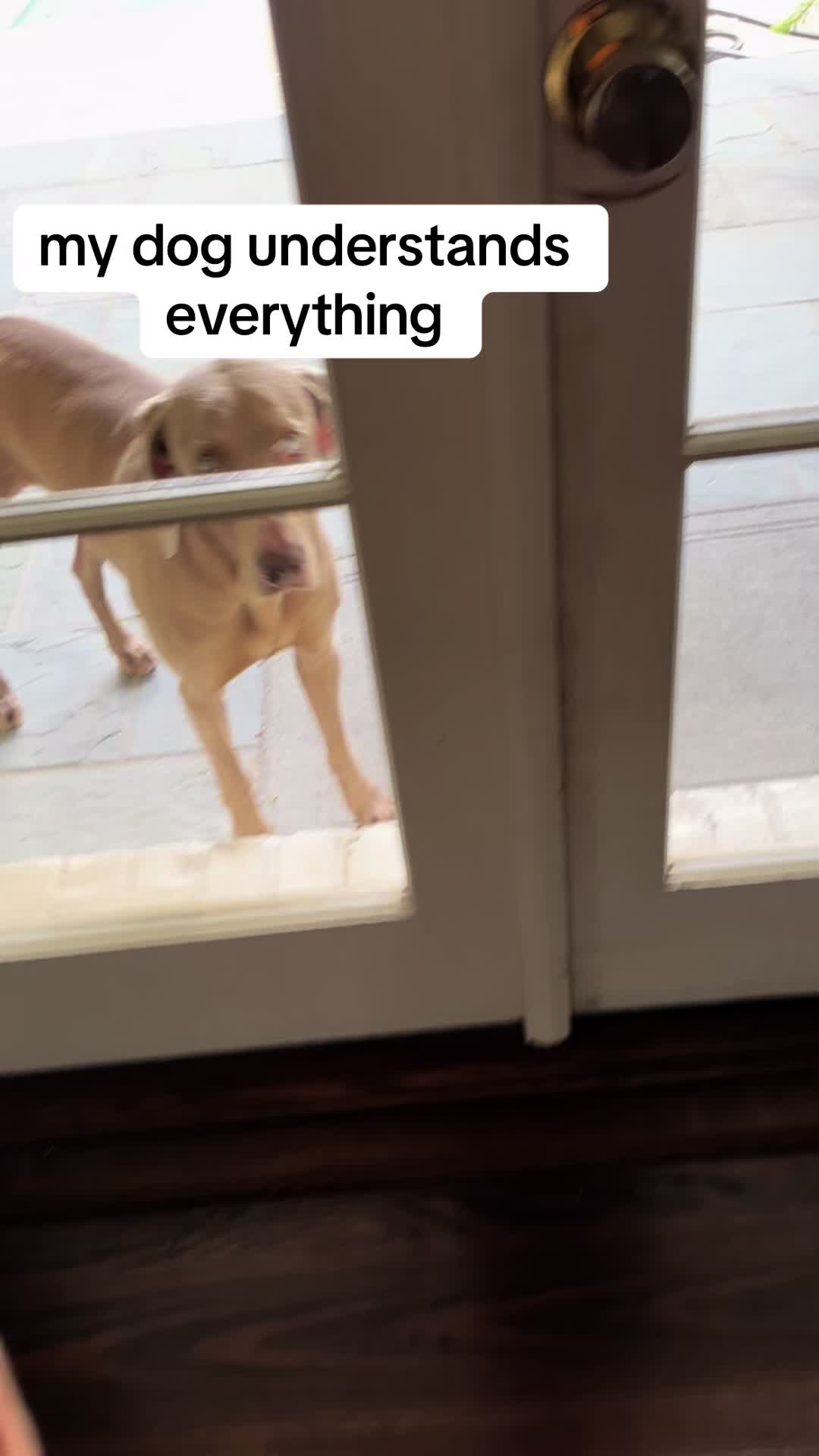 @Zoey the Weim