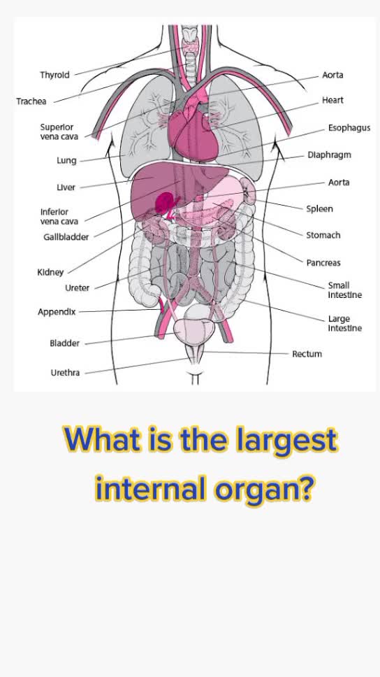 @learn and review