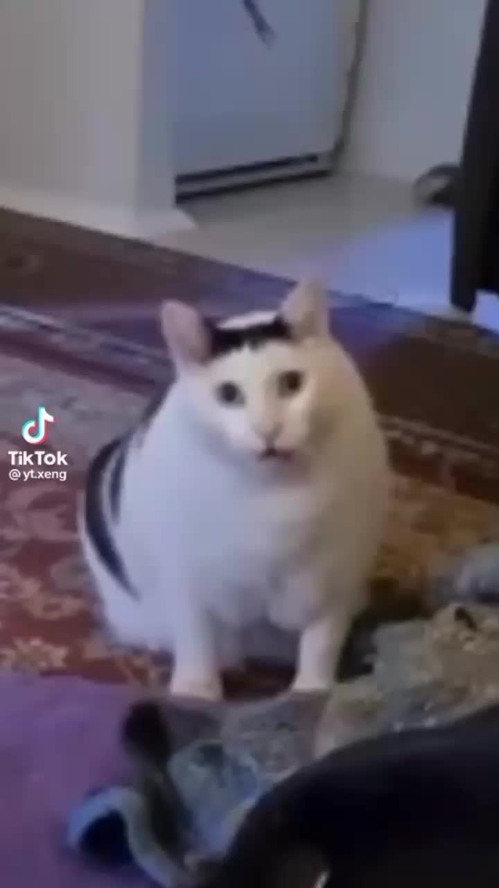 @ꉂ(ˊᗜˋ*)♡