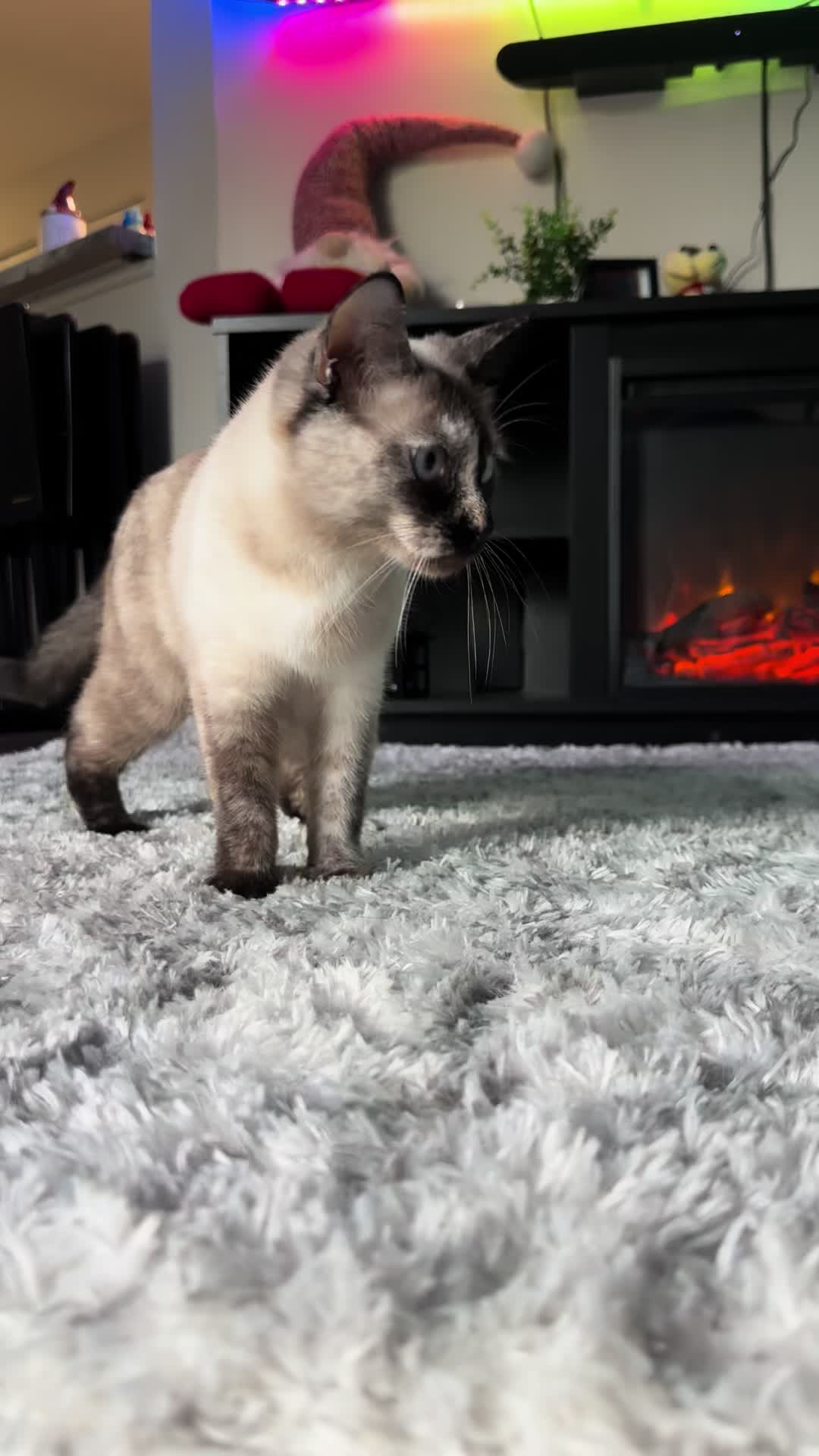 @KittyFam