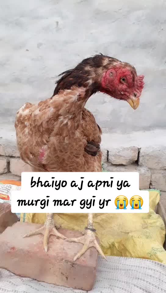 @Vishal Chandaliya