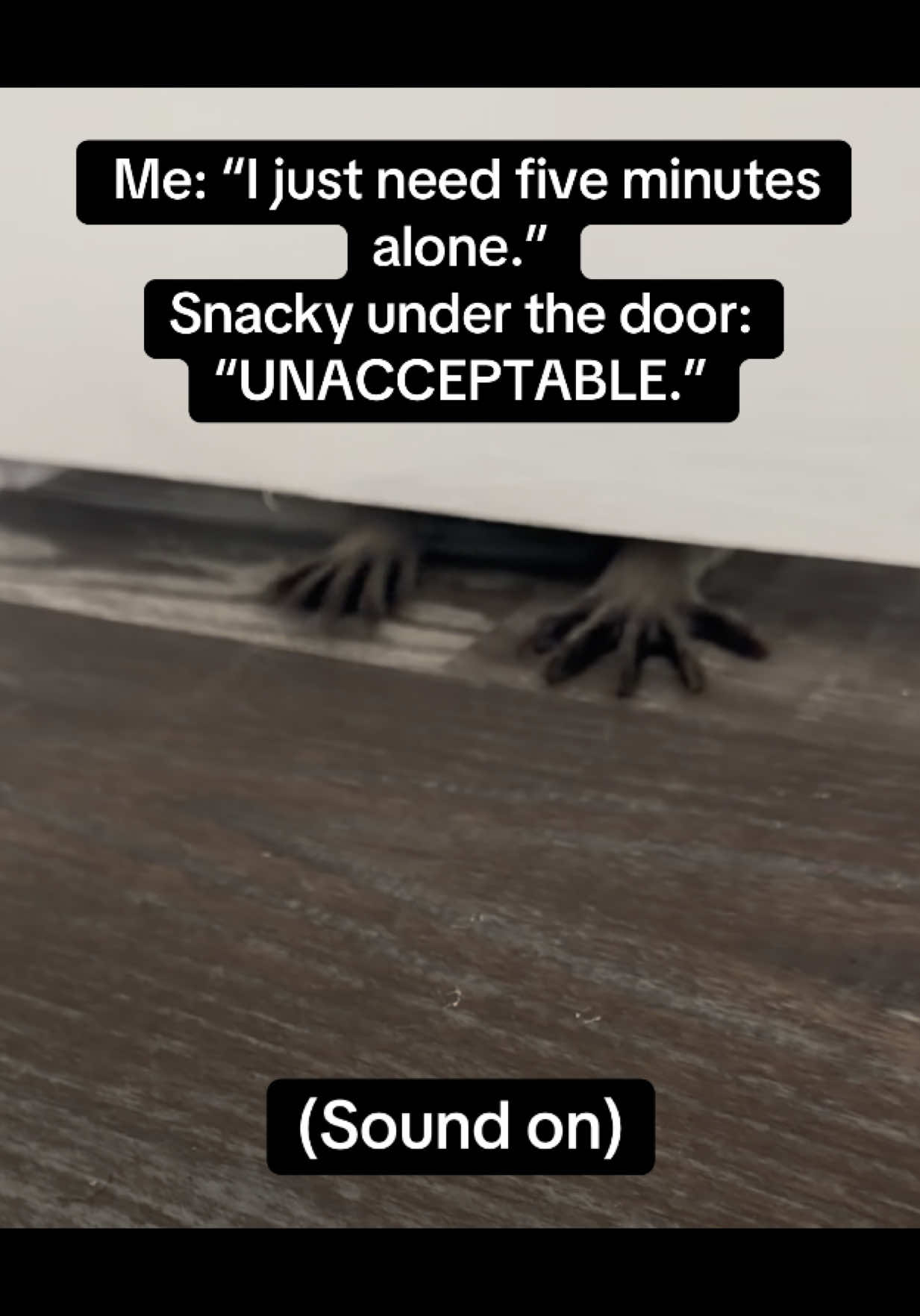 @snacky_chan_the_raccoon