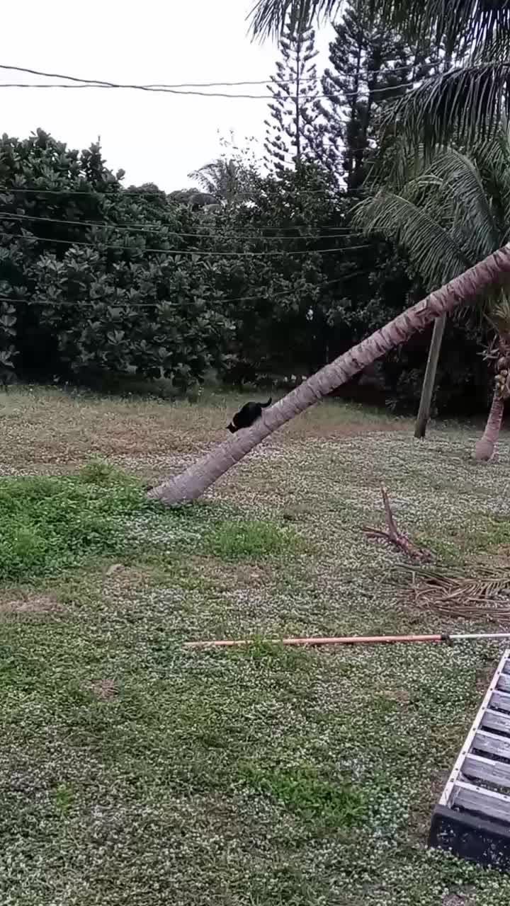 @catmommy