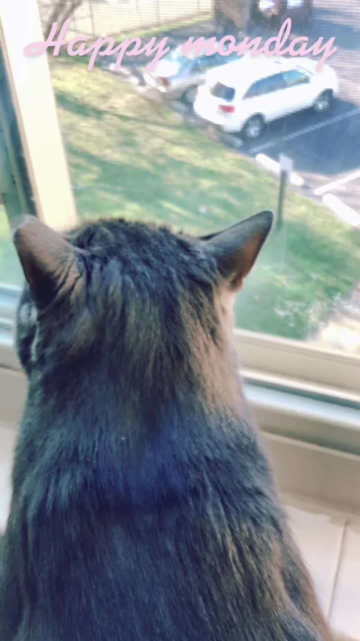 @Grayartcat