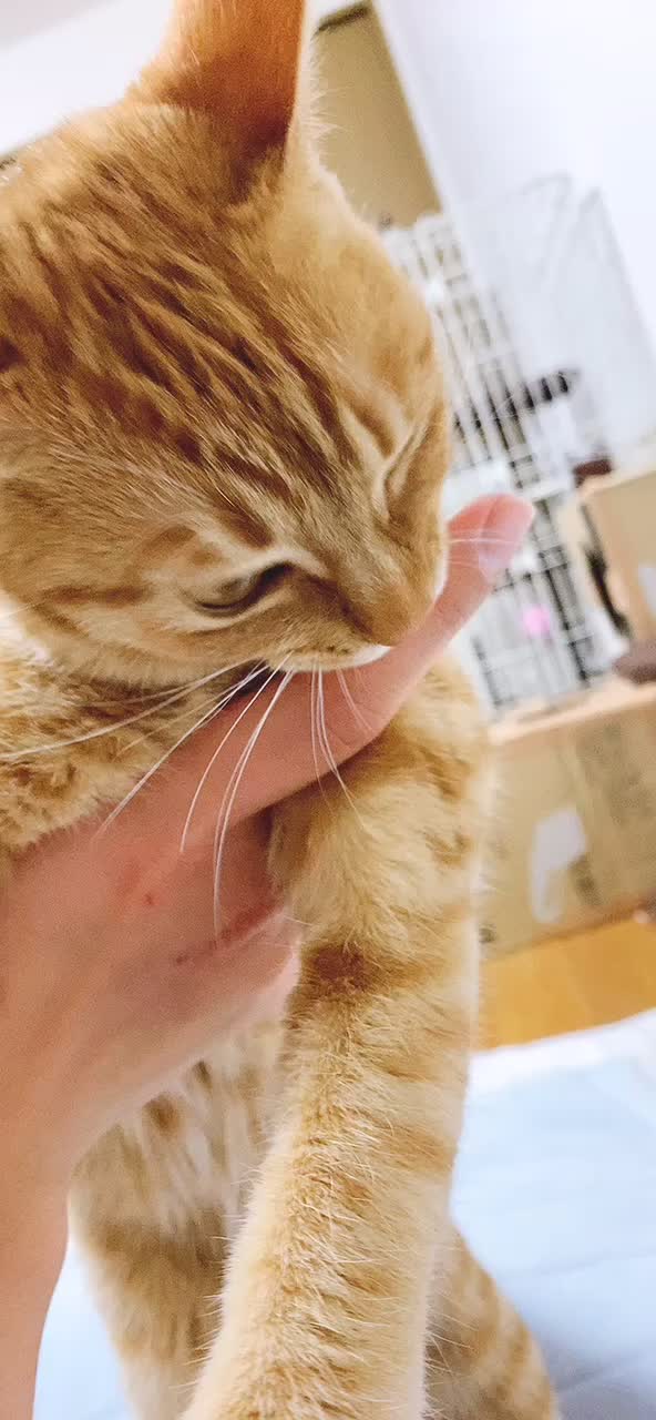 @Toomo-cats🐈
