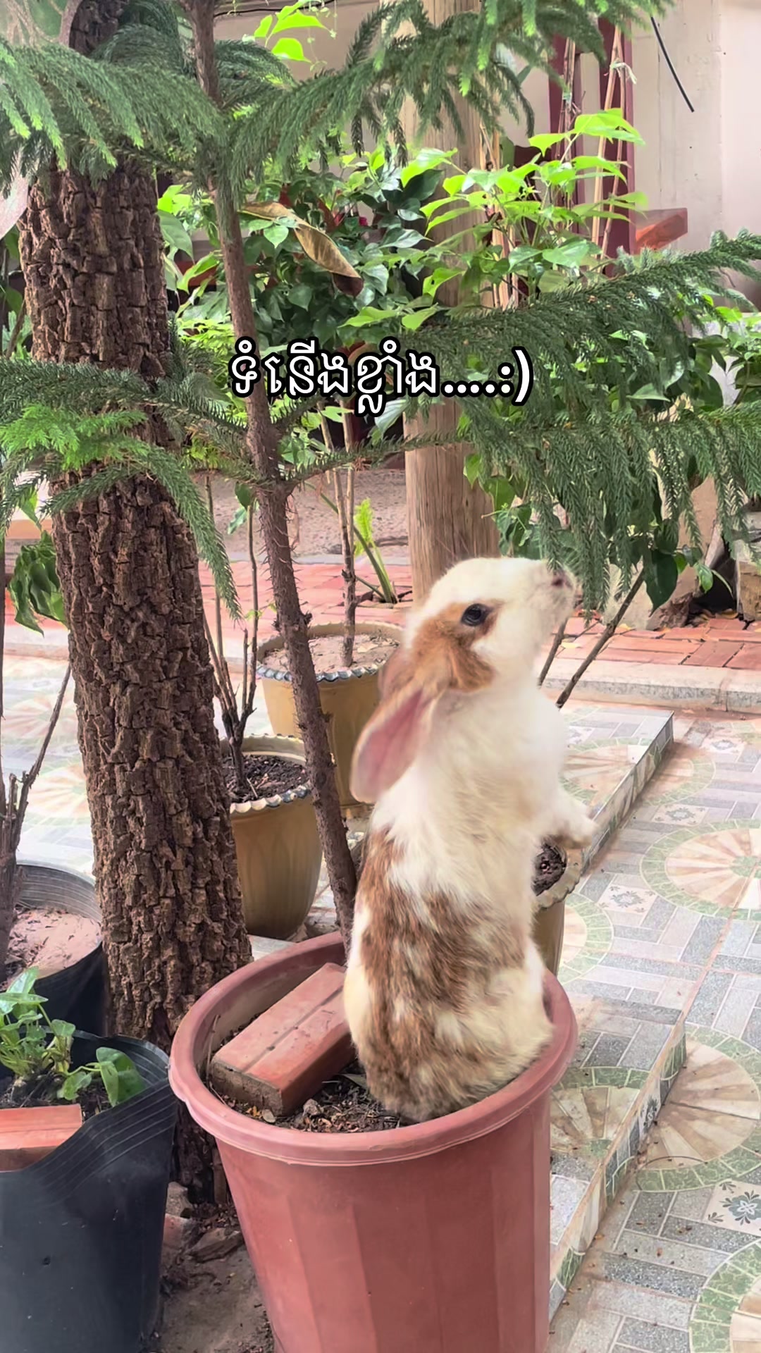 @សួនកាហ្វេ Garden Coffee