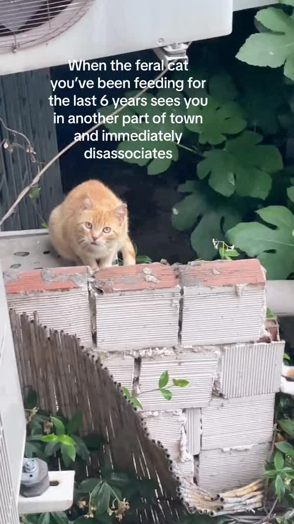 @AWF Cats