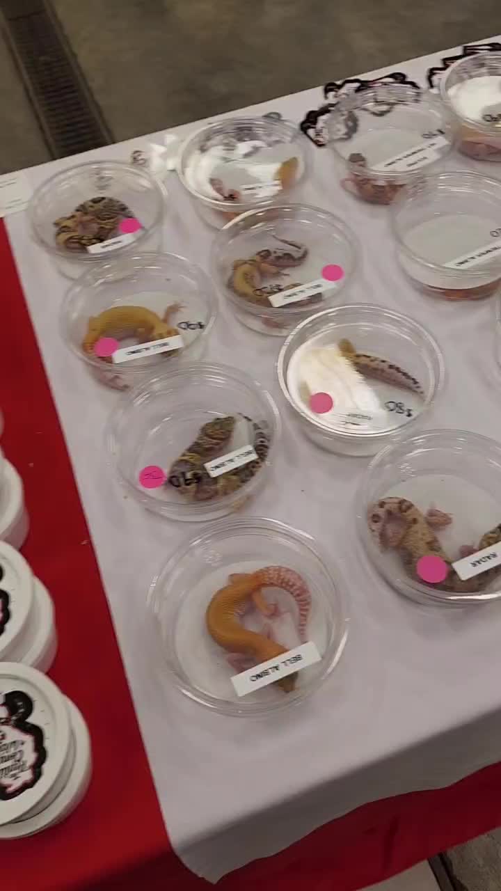 @TheReptileCompanyofWisconsin