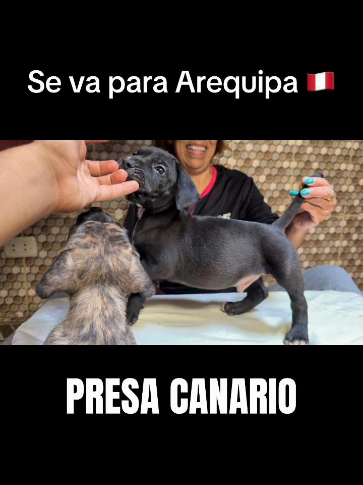 @Presa de piedra