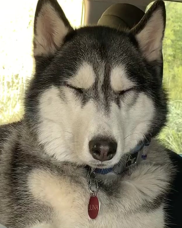 @coloradohuskies