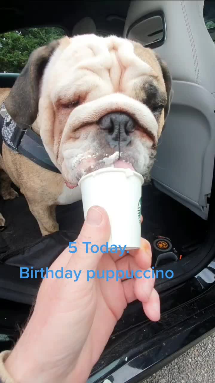 @bulldogCoco