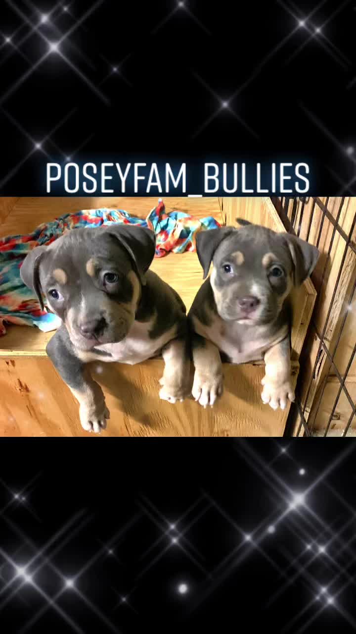 @poseyfambullies